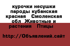 курочки несушки пароды кубанская красная - Смоленская обл. Животные и растения » Птицы   